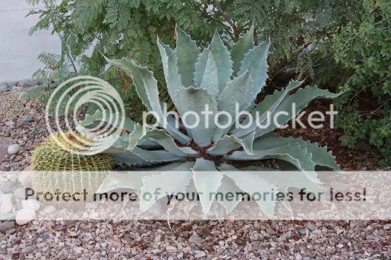 Agave potatorum v. Cameron (Chandler, AZ)