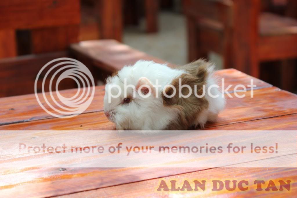 BEYEU-PETVN Chuyên cung cấp thú nhỏ:HAMSTER,GUINEA PIG, RABBIT, HEDGEHOG và vật dụng - 6