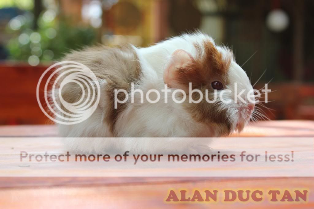 BEYEU-PETVN Chuyên cung cấp thú nhỏ:HAMSTER,GUINEA PIG, RABBIT, HEDGEHOG và vật dụng - 18