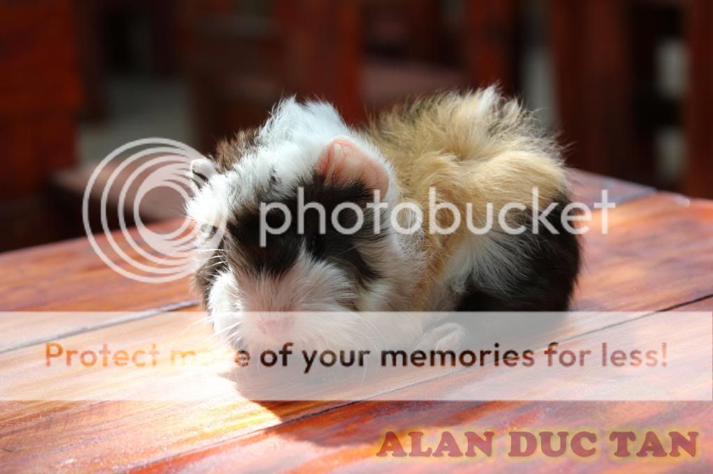 BEYEU-PETVN Chuyên cung cấp thú nhỏ:HAMSTER,GUINEA PIG, RABBIT ...