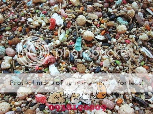 BEYEU-PETVN Chuyên cung cấp thú nhỏ:HAMSTER,GUINEA PIG, RABBIT, HEDGEHOG và vật dụng - 1