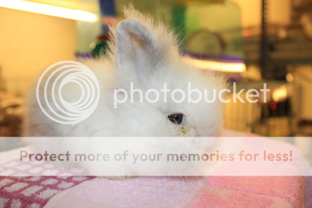 BEYEU-PETVN Chuyên cung cấp thú nhỏ:HAMSTER,GUINEA PIG, RABBIT, HEDGEHOG và vật dụng - 24