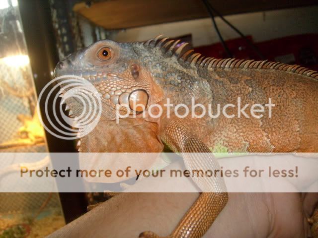 Thú cưng tại BEYEU-PETVN: Hamster winter white Vàng Chanh ..., Guinea Pig, Reptile - 3