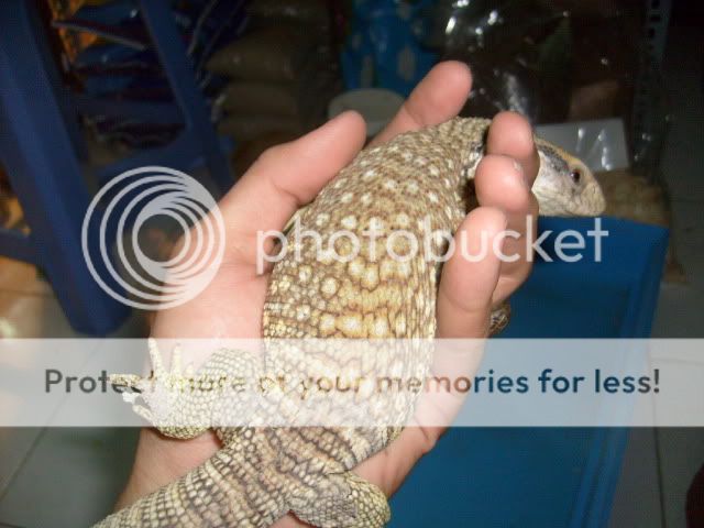 Thú cưng tại BEYEU-PETVN: Hamster winter white Vàng Chanh ..., Guinea Pig, Reptile - 1