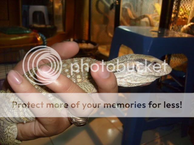 Thú cưng tại BEYEU-PETVN: Hamster winter white Vàng Chanh ..., Guinea Pig, Reptile