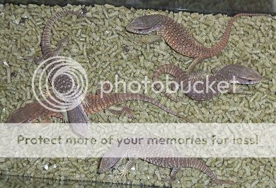 Thú cưng tại BEYEU-PETVN: Hamster winter white Vàng Chanh ..., Guinea Pig, Reptile - 1