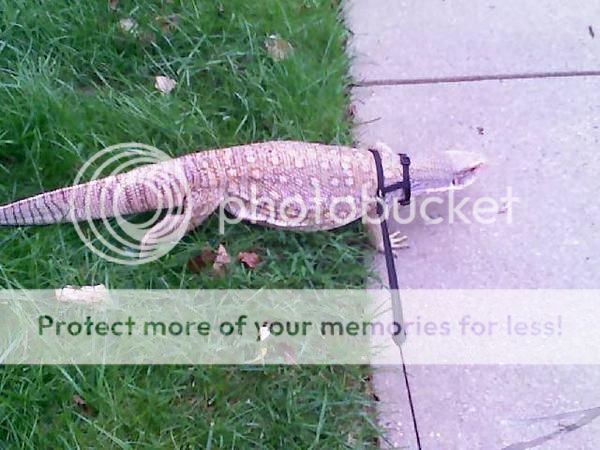 Thú cưng tại BEYEU-PETVN: Hamster winter white Vàng Chanh ..., Guinea Pig, Reptile - 2