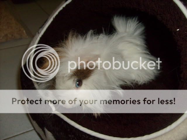 Thú cưng tại BEYEU-PETVN: Hamster winter white Vàng Chanh ..., Guinea Pig, Reptile - 4