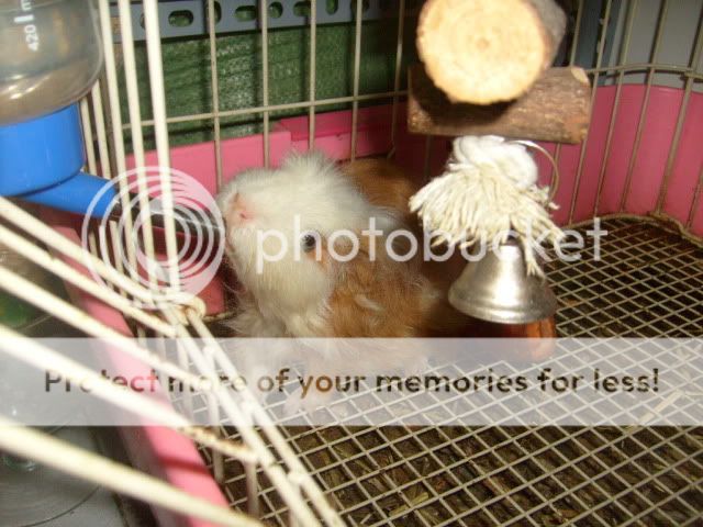 Thú cưng tại BEYEU-PETVN: Hamster winter white Vàng Chanh ..., Guinea Pig, Reptile - 2