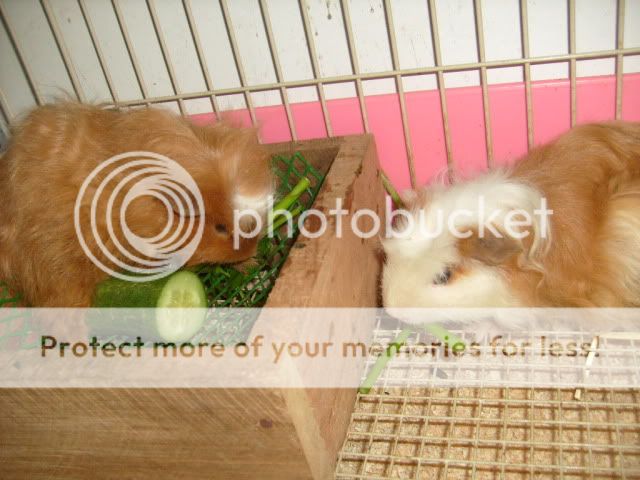 Thú cưng tại BEYEU-PETVN: Hamster winter white Vàng Chanh ..., Guinea Pig, Reptile - 3