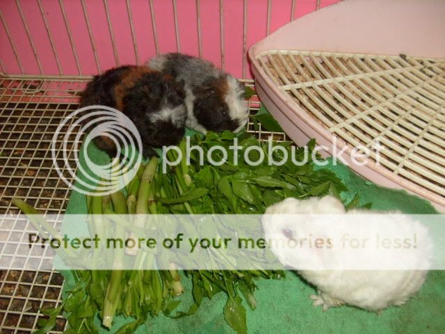 Thú cưng tại BEYEU-PETVN: Hamster winter white Vàng Chanh ..., Guinea Pig, Reptile - 1