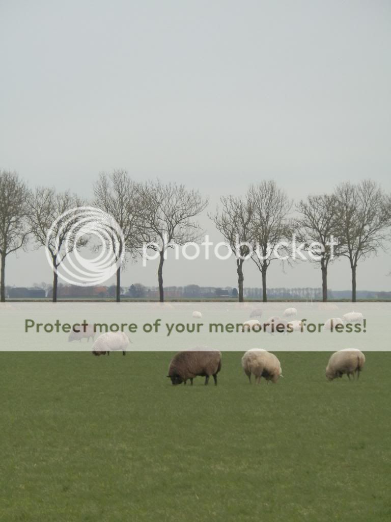 Fotografie