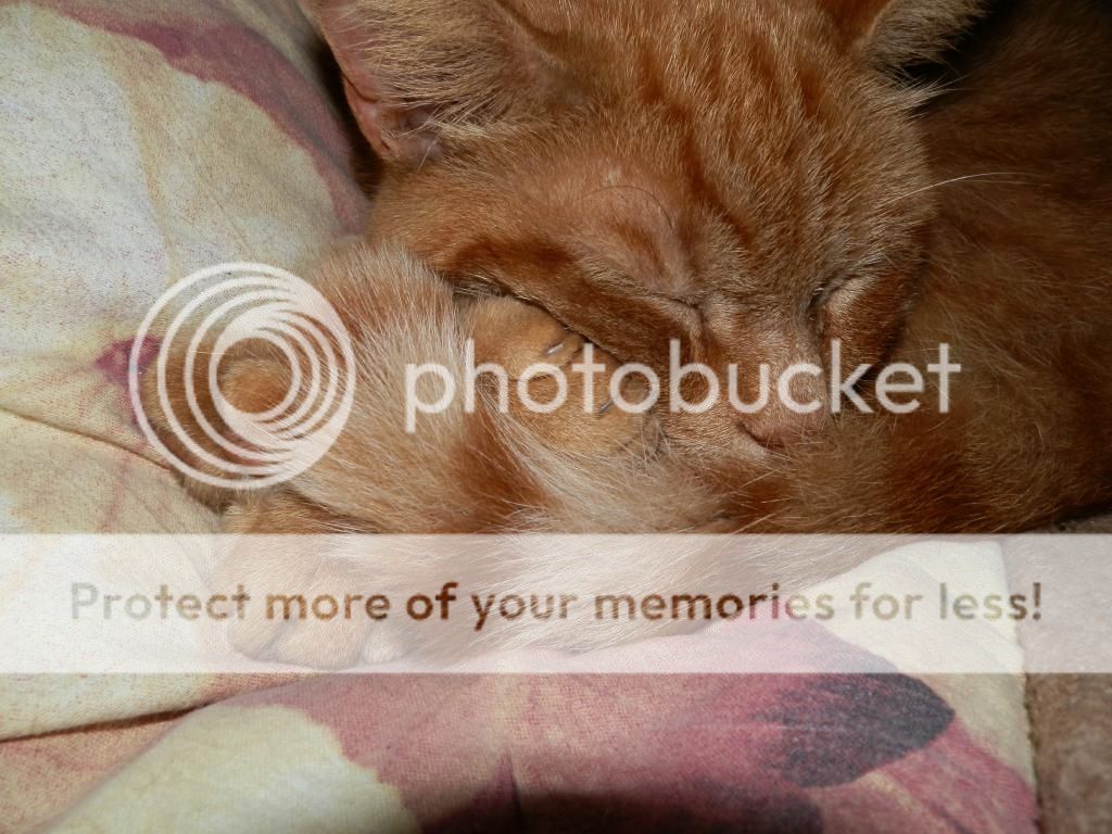 Fotografie