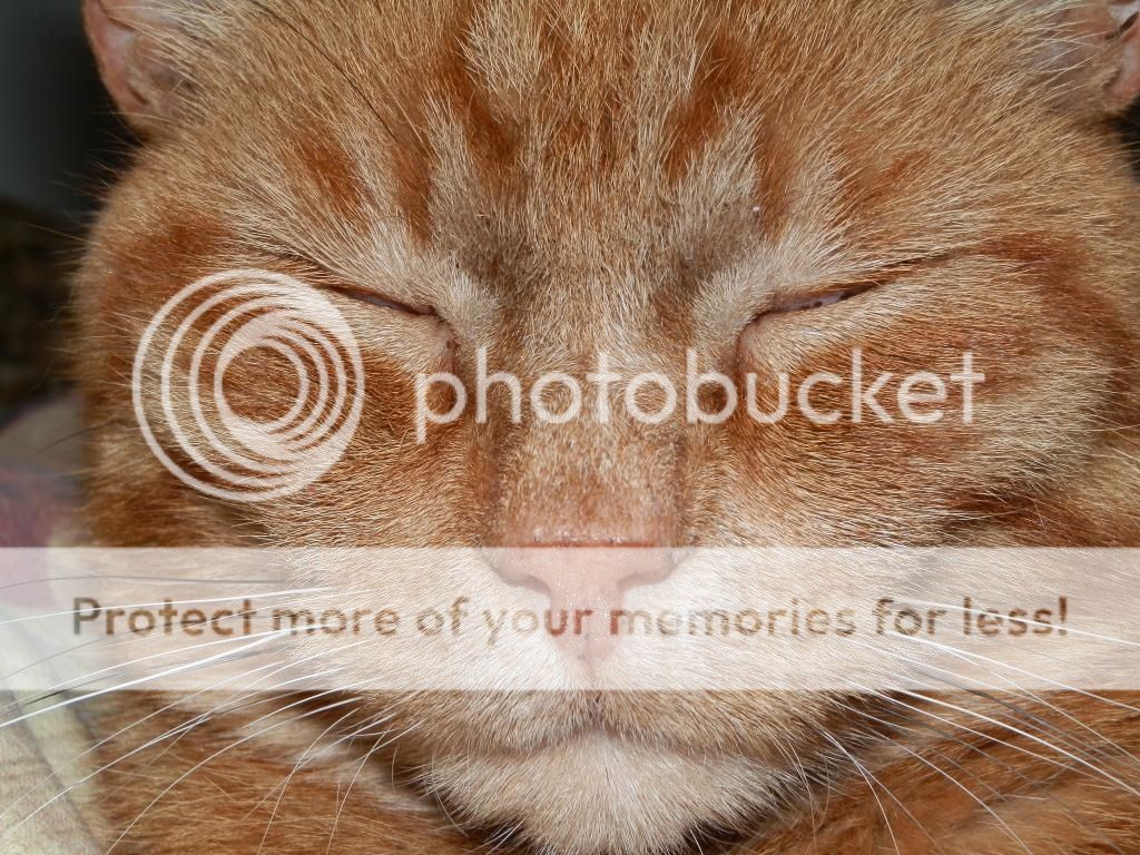 Fotografie