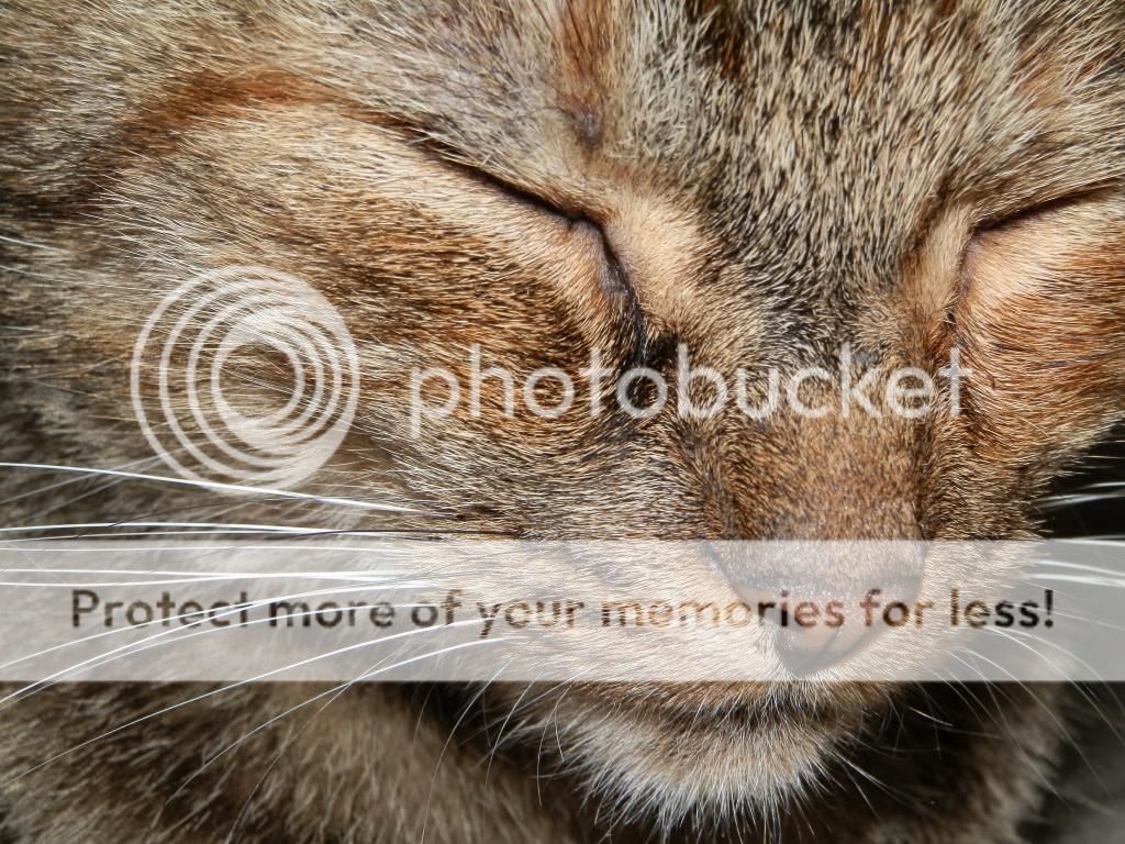 Fotografie