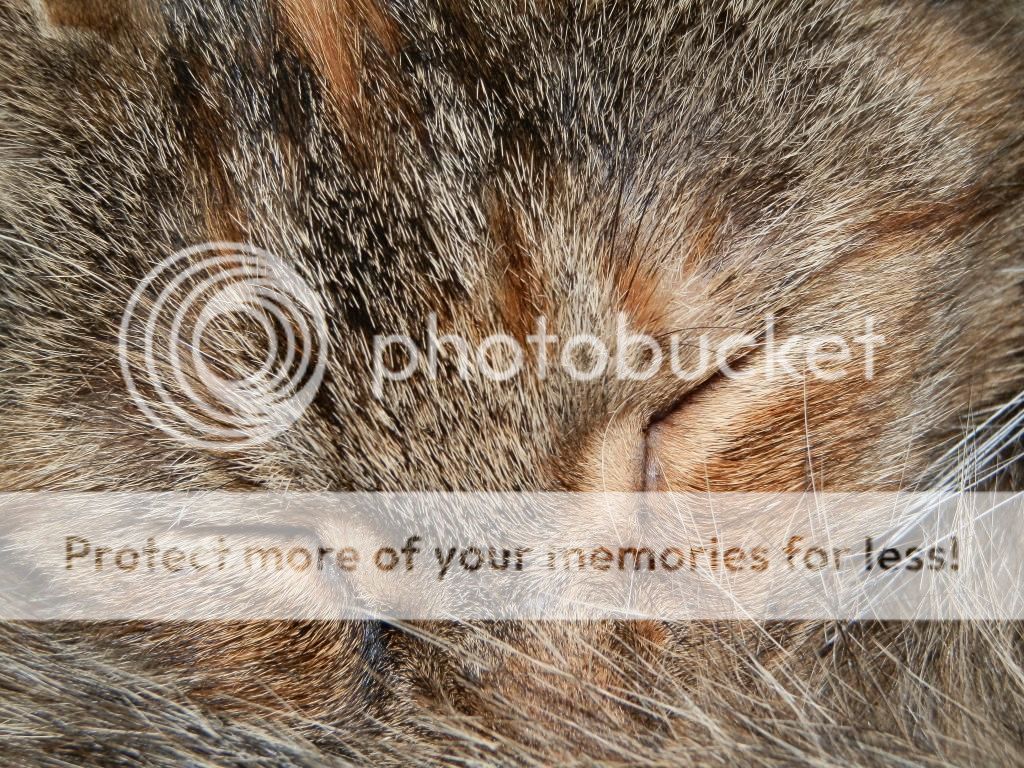 Fotografie