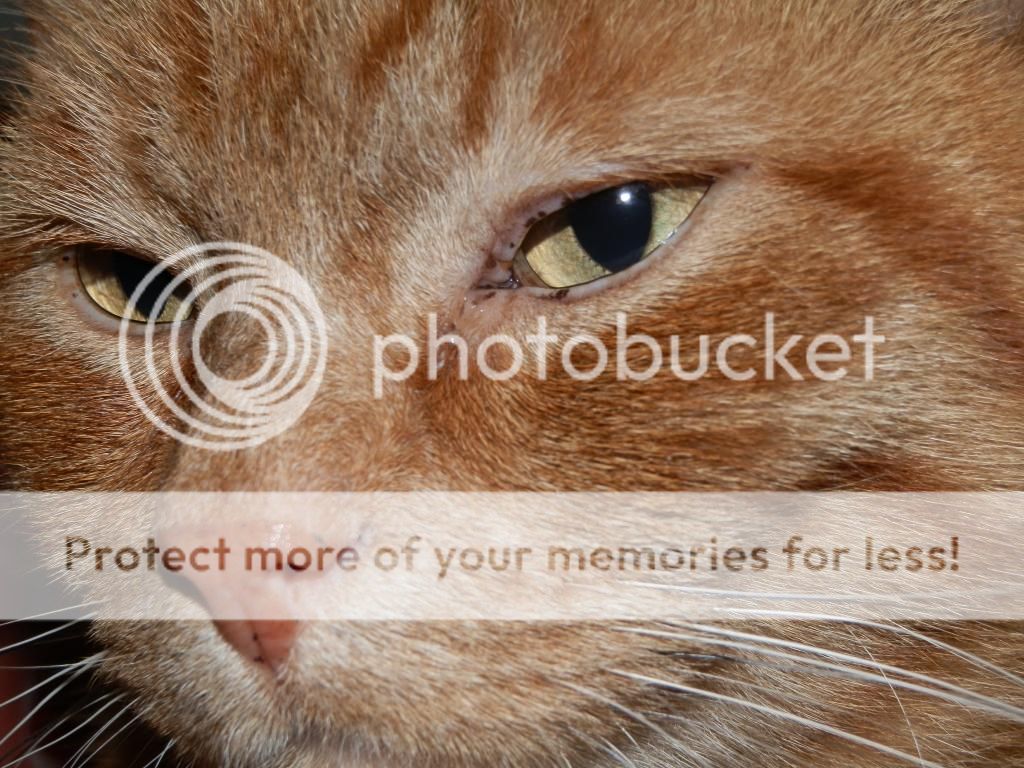 Fotografie