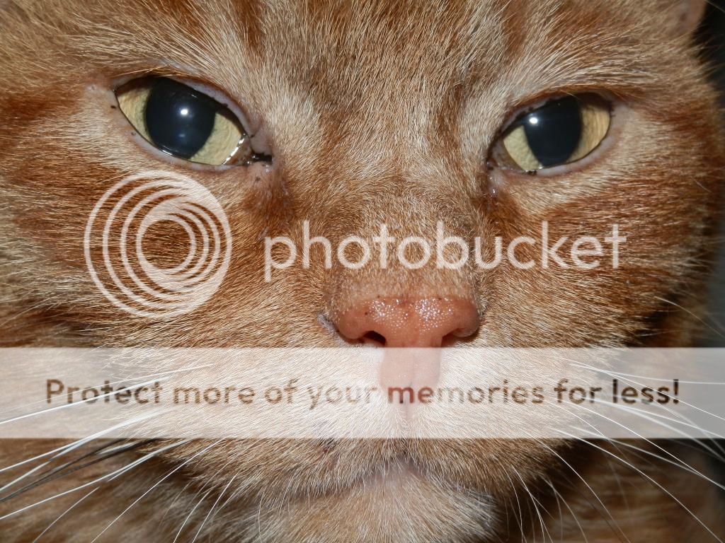 Fotografie
