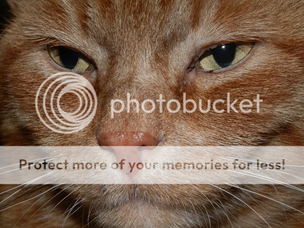 Fotografie