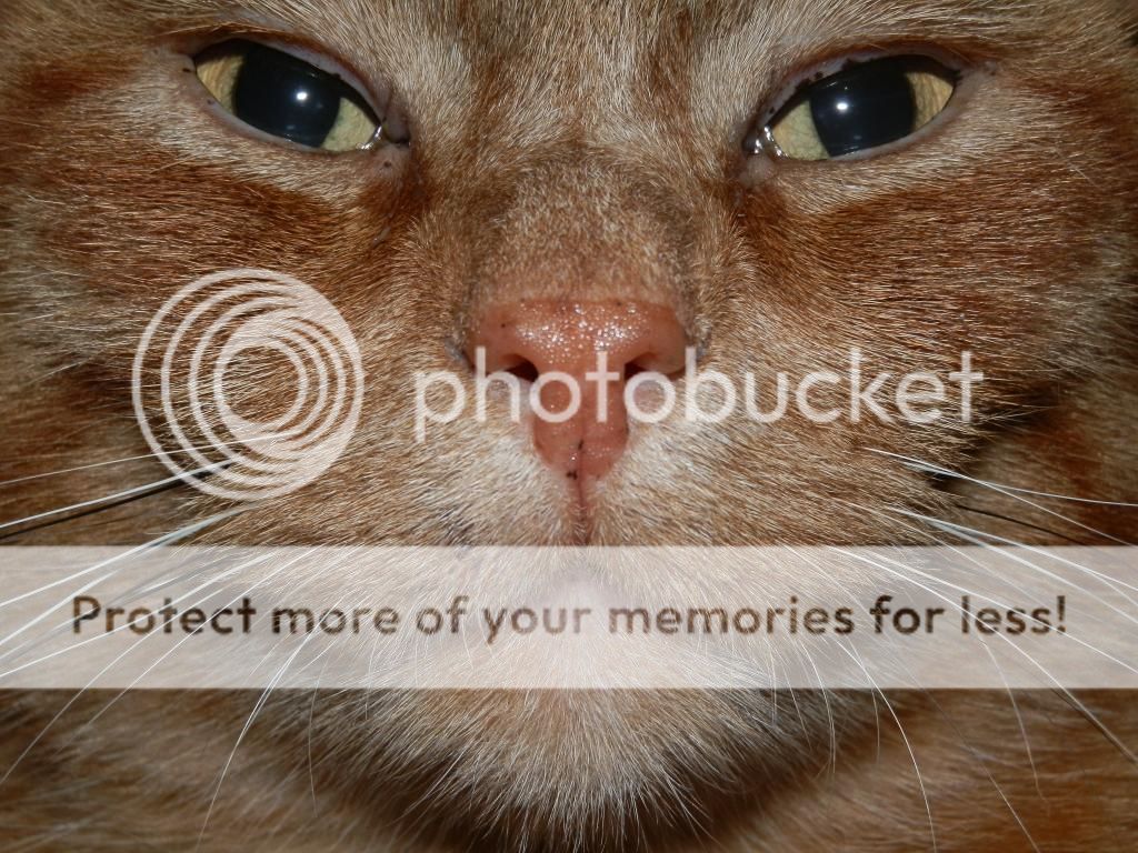 Fotografie