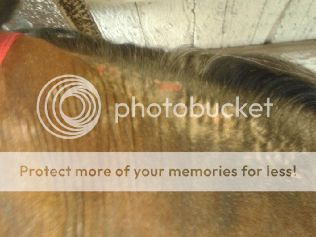 Itchy horse... Chronicle Forums