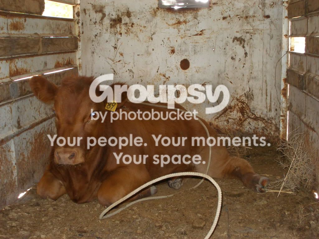 broken leg - pics and video - what's her chances? | CattleToday.com ...